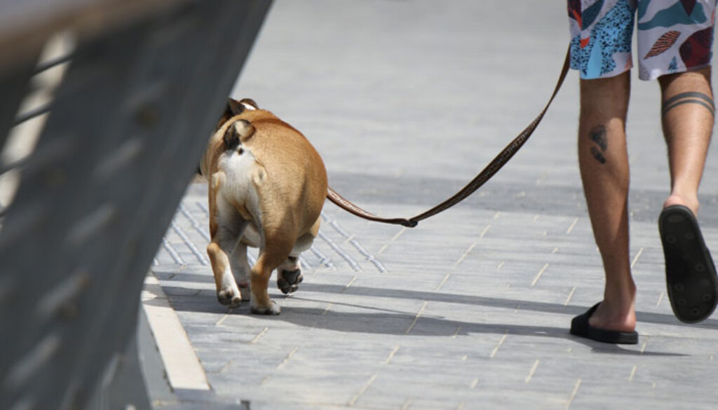 The Dangers Of Walking Your Dog on Hot Asphalt